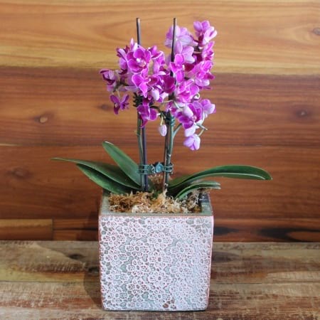 Phalaenopsis Orchid Purple