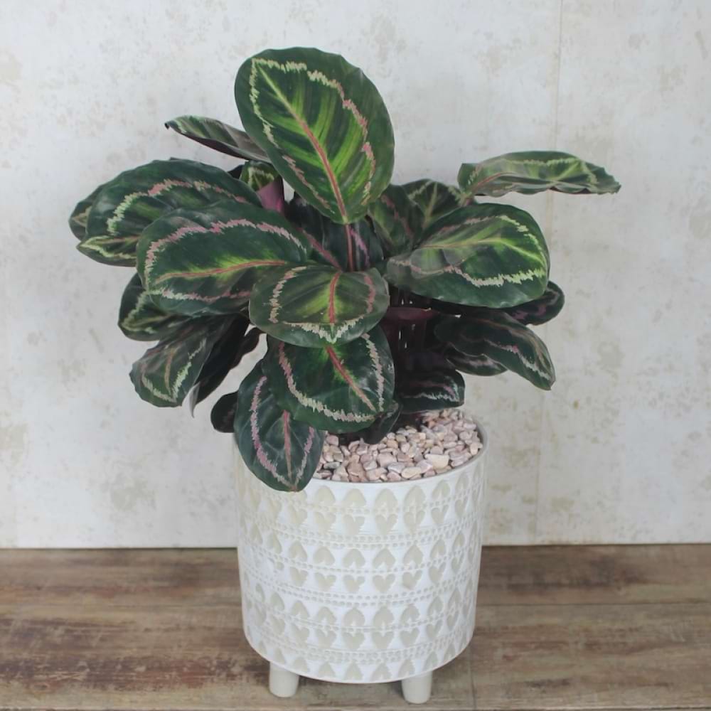 Calathea Indoor Plant
