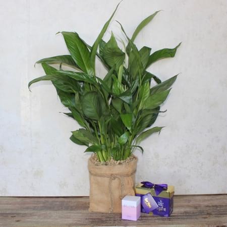 Peaceful Spathiphyllum
