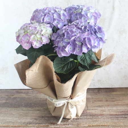 Mauve Hydrangea Plant