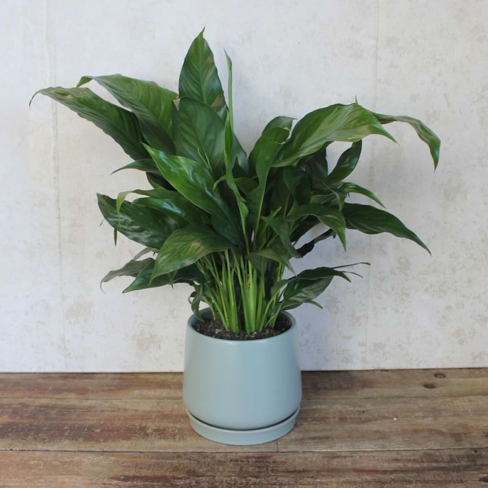 Peace Lily in Ceramic