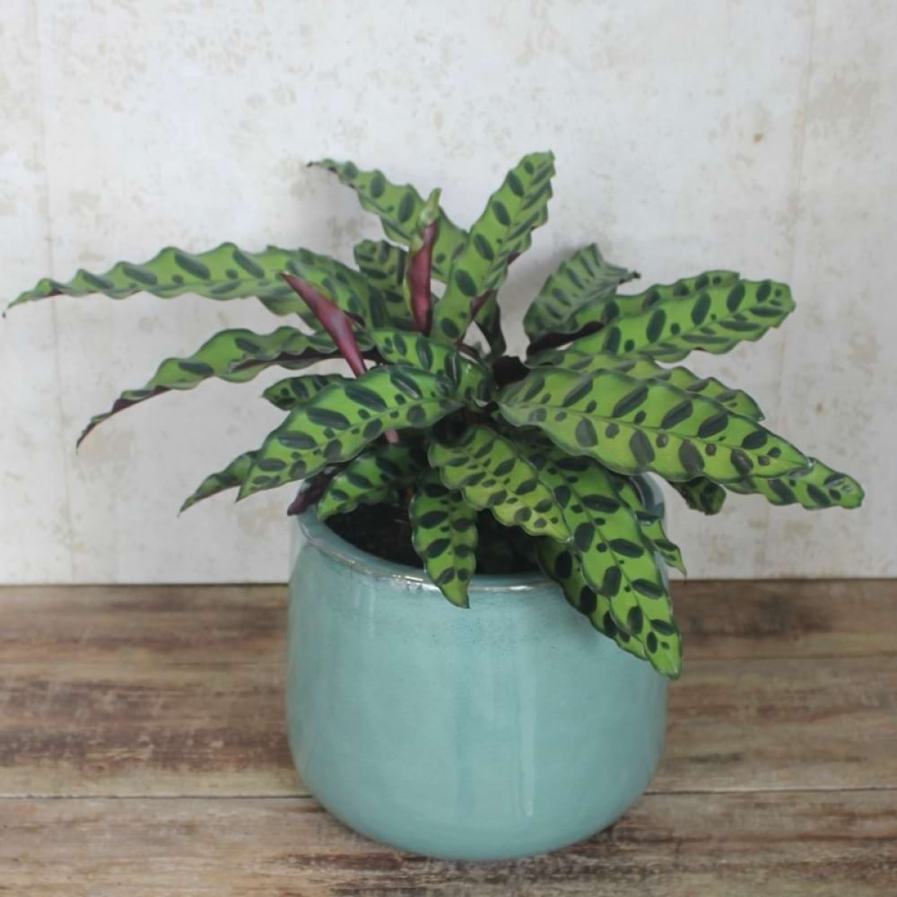 Indoor Plant  Calathea