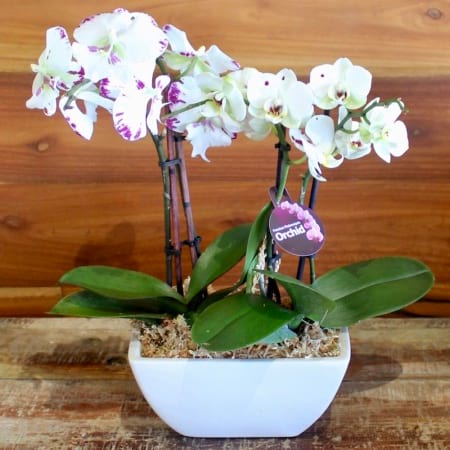 Potted Plant