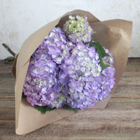 Spring Hydrangea