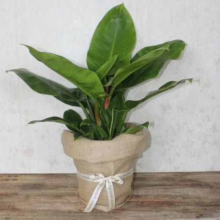 Philodendron Potted Gift