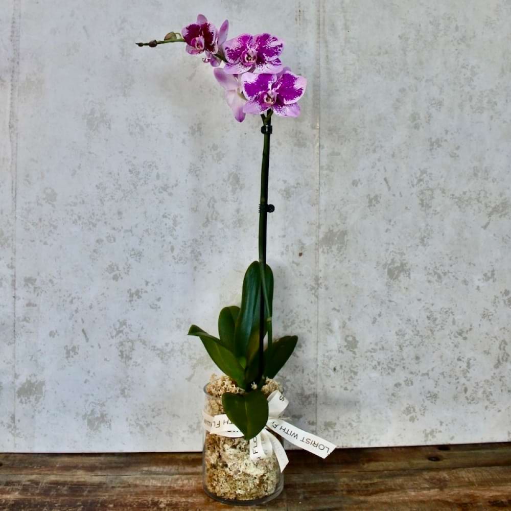 Magnificent Orchid