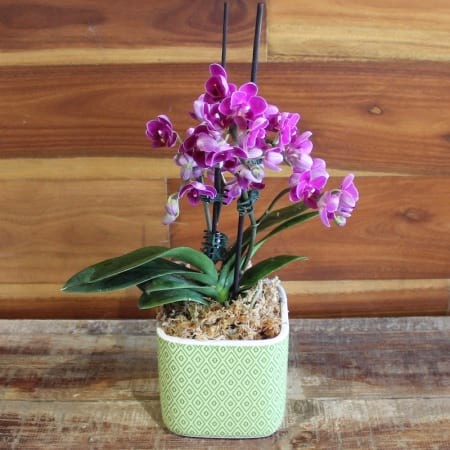 Miniature Phalaenopsis Orchid Plant