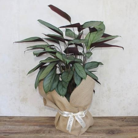 Potted Plant in Hessian