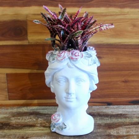 Unique Bromeliad 