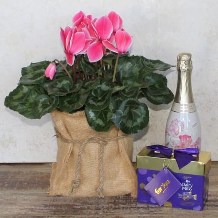 Blooms and Bubbles