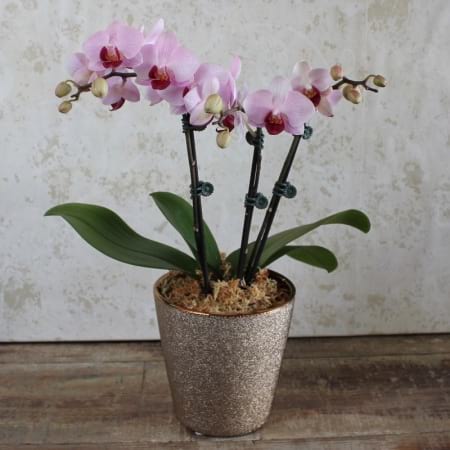 Orchids in Metallic
