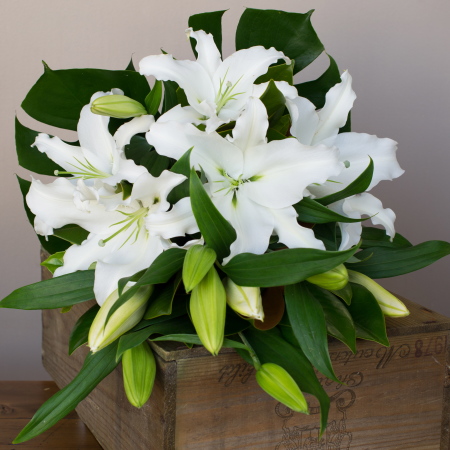 Christmas Lilies