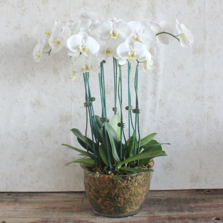 Garden of Phalaenopsis