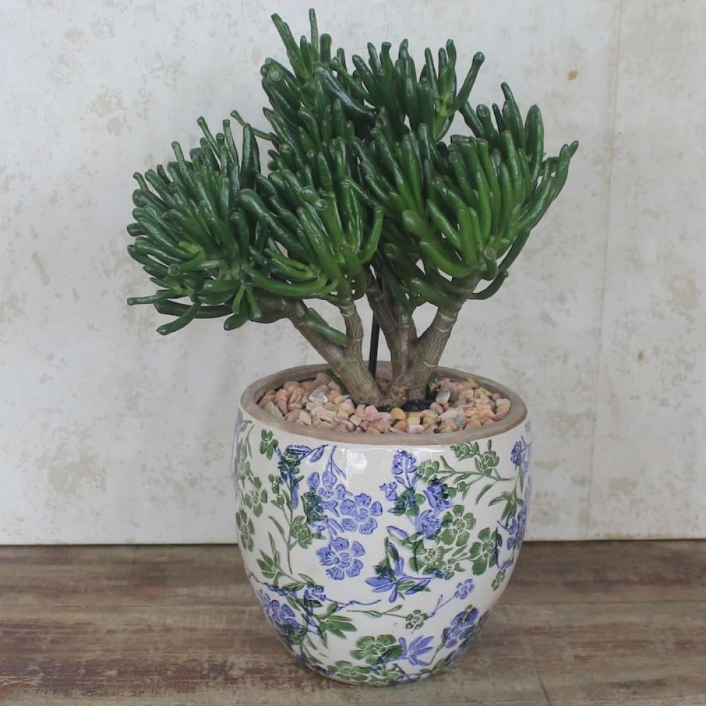 Pretty Jade Plant