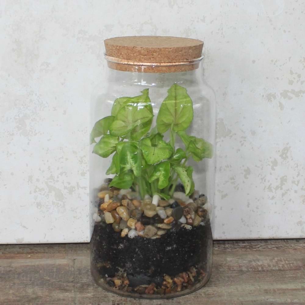 Mini Terrarium