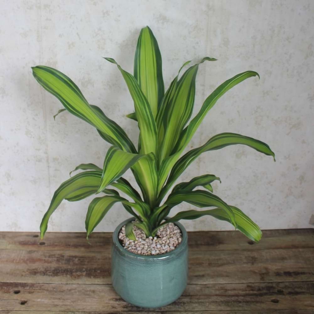 The Happy Plant