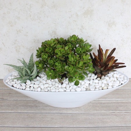 Succulent Garden