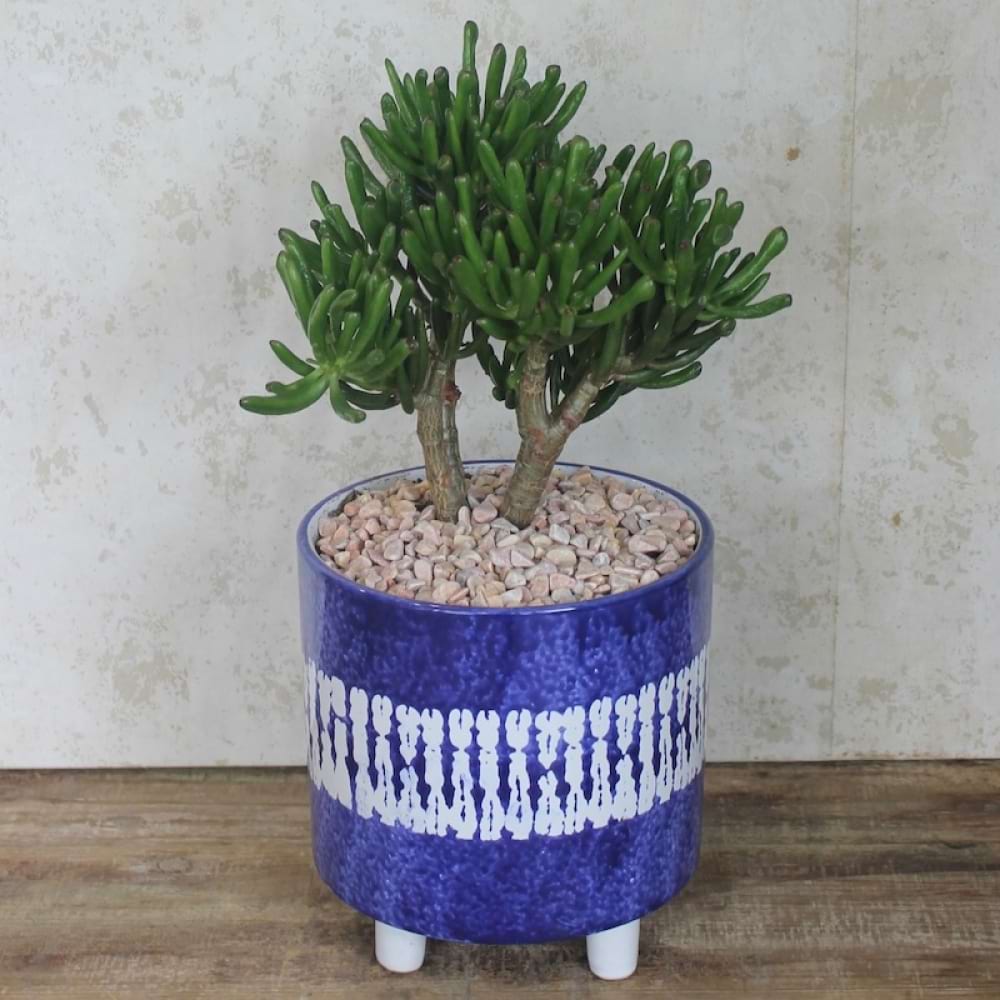 Jade Money Tree