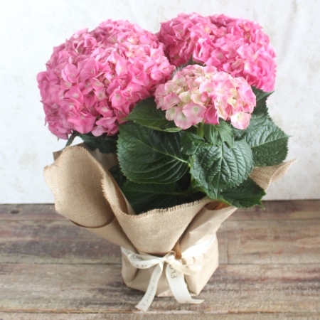 Pretty Pink Hydrangea Plant