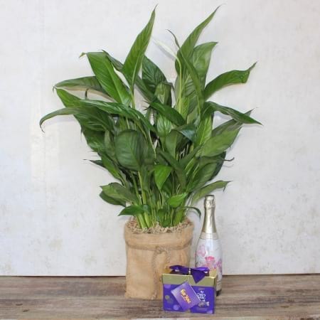 Love and Peace Lily