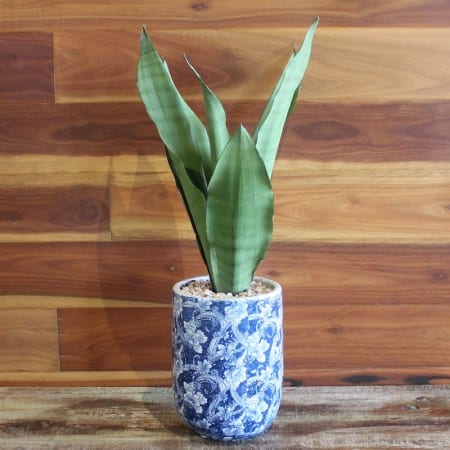 Dracaena Plant