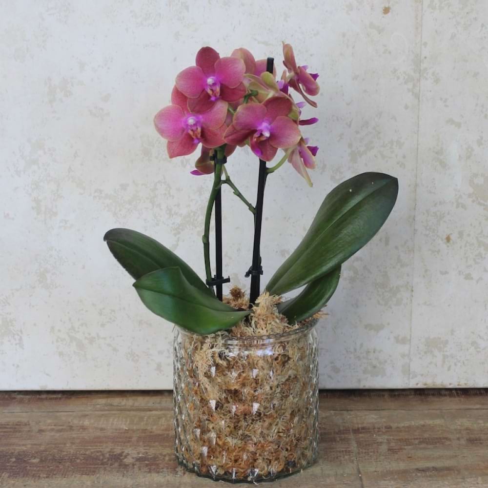 Little Lady Orchid Plant