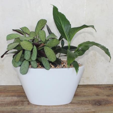 Thriving Garden
