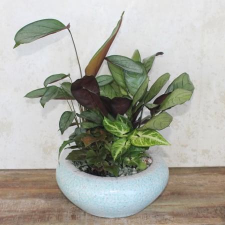 Indoor Garden