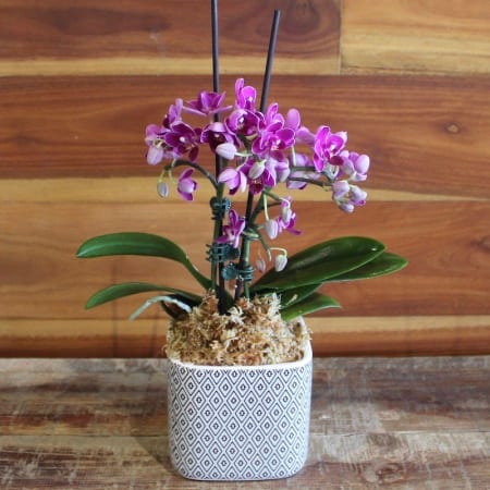 Little Lady Phalaenopsis Orchid Plant