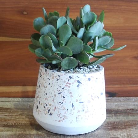 Ace of Spades Succulent