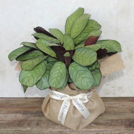 Indoor Plant