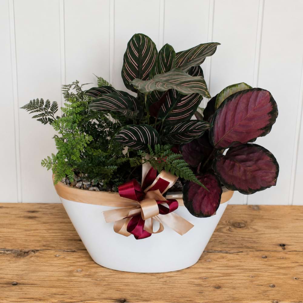 Potted Indoor Garden 