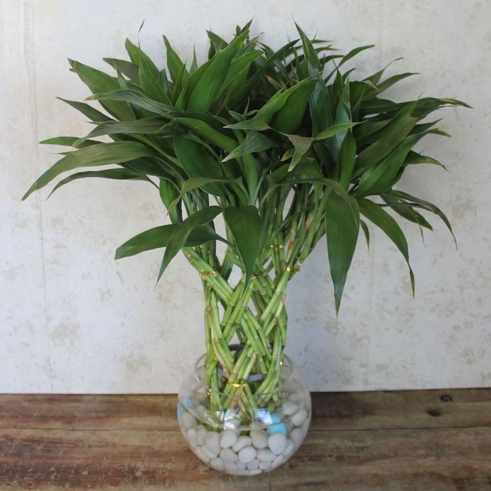 The Lucky Bamboo